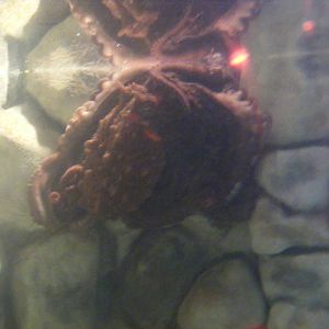 Giant Pacific octopus at Benalmadena Sea Life Centre, 1 May 2009