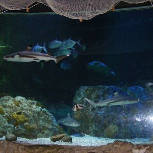 Black tip reef sharks at Benalmadena Sea Life Centre, 1 May 2009