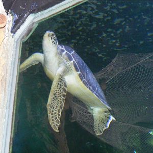 Green turtle at Benalmadena Sea Life Centre, 1 May 2009
