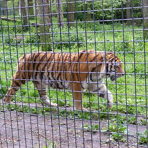 Tugar (Tug) the Amur tiger at Port Lympne Wild Animal Park, 16 May 2009