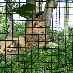Milo or Moonlight the barbary lion at Port Lympne Wild Animal Park, 16 May