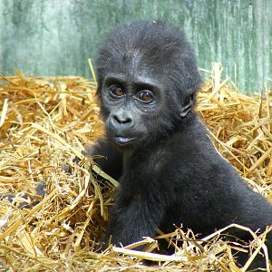 Louna the gorilla at Port Lympne Wild Animal Park, 16 May 2009