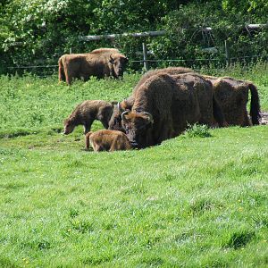 European bisons at Port Lympne Wild Animal Park, 16 May 2009