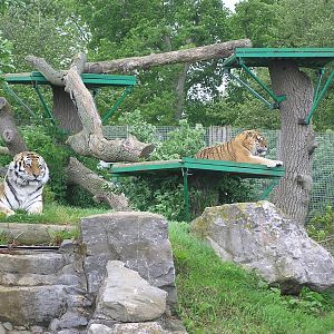 Gamin and Yenna the Amur Tigers