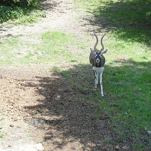Blackbuck in the African reserve at Port Lympne Wild Animal Park, 16 May 20