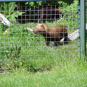 Bushdog at Port Lympne Wild Animal Park, 16 May 2009