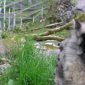 Roof of the World from a Snow Leopards POV