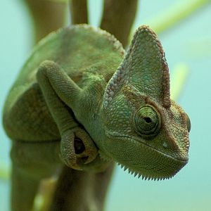 Chameleon