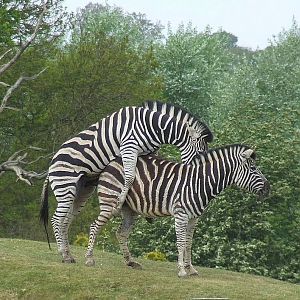 Chapman's Zebras, Plains of Africa