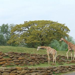 Giraffes, Plains of Africa