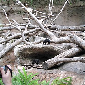 Sun Bear Twin Litter
