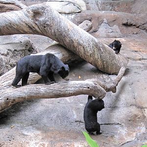 Sun Bear Twin Litter