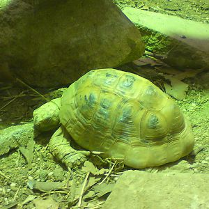 Spur-thighed tortoise