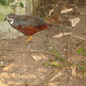 Bird in Butterfly Haven