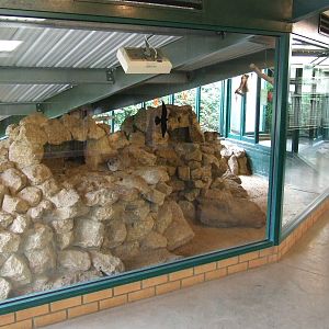 Rock Hyrax and Superb Starling mixed exhibit, Rhino House, Plains of Africa