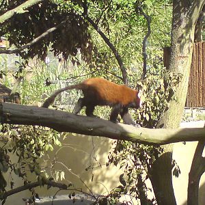 Red panda