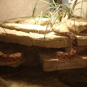 Gopher Snake