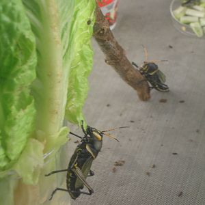 Grasshoppers