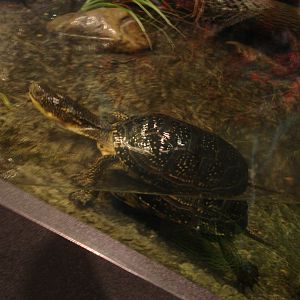 Turtle