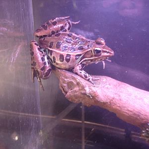 Leopard Frog