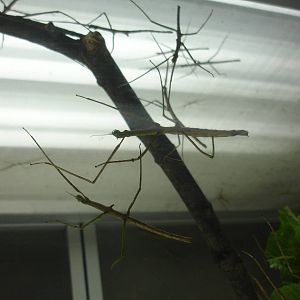 Walking Sticks