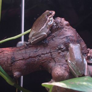 Tree Frog