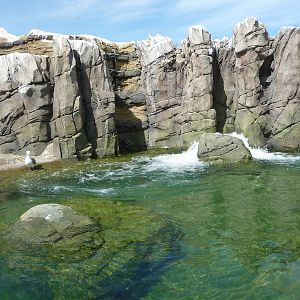Humboldt Penguin Exhibit