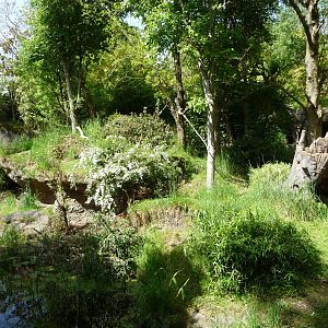 Red-Flanked Duiker Exhibit