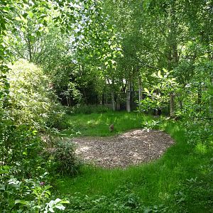 Reeves Muntjac Enclosure