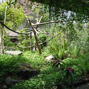 Sulawesi Red-Knobbed Hornbill Aviary