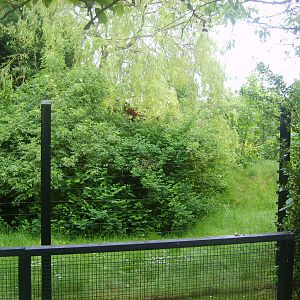 Red Ruffed Lemur in Tree