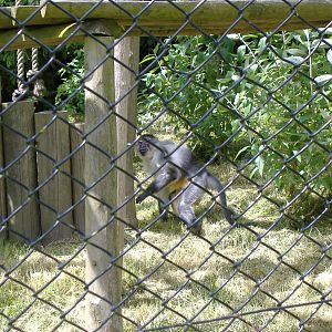 Golden-bellied mangabey at Port Lympne Wild Animal Park, 16 May 2009