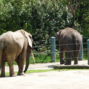 Separate Elephants - African + Asian