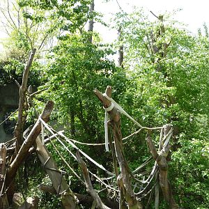 # 1 Orangutan Exhibit in North America?