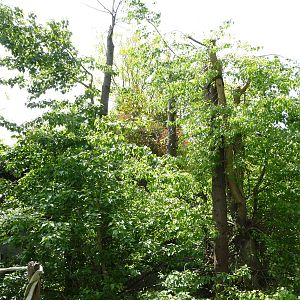 # 1 Orangutan Exhibit in North America?