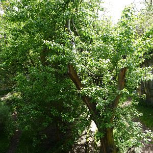 # 1 Orangutan Exhibit in North America?