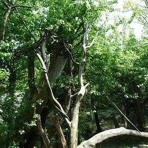 # 1 Orangutan Exhibit in North America?