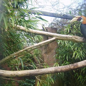 Blyths Hornbill Enclosure