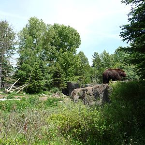 # 1 Grizzly Bear Exhibit in North America?