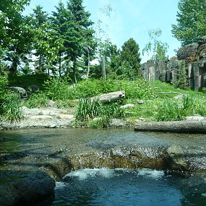 River Otter + Mountain Goat Exhibits