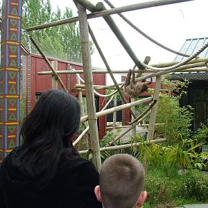 Sloth and Tamarin Walk-through at Colchester 09/05/09