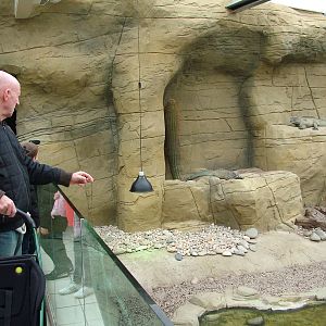 Rhinoceros Iguana exhibit at Colchester 09/05/09
