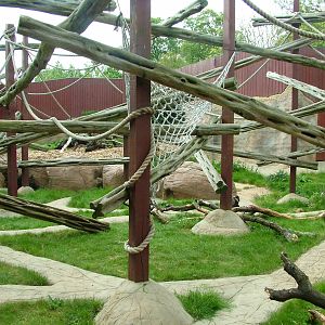 Cherry-crowned Mangabey exhibit at Colchester 09/05/09