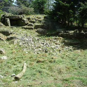 Snow Leopard Exhibit