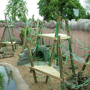 Orang-Utan Forest at Colchester 09/05/09