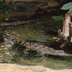 Slender-snouted Crocodiles at Colchester 09/05/09