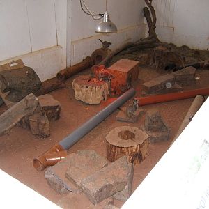 Indoor Meerkat enclosure