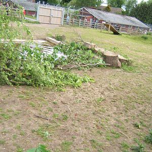 Tapir pool and paddock