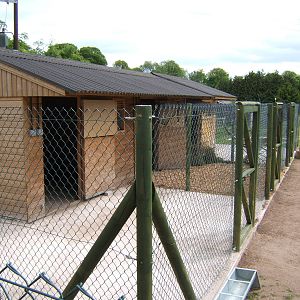 Tapir/Capybara and Bat-eared Fox Shed