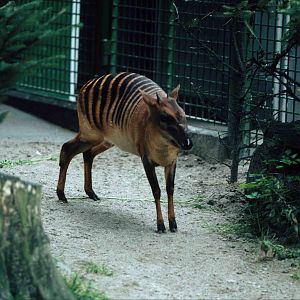 Zebra Duiker Frankfurt 1980